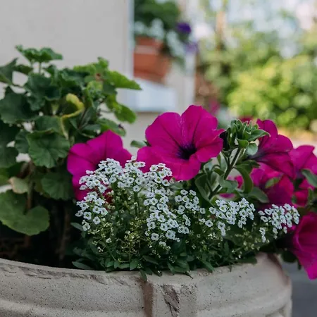 Nocleg ze śniadaniem Clareville House Scarriff (Clare)